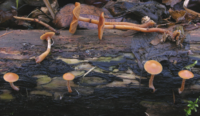 Galerina da determinare n�19.